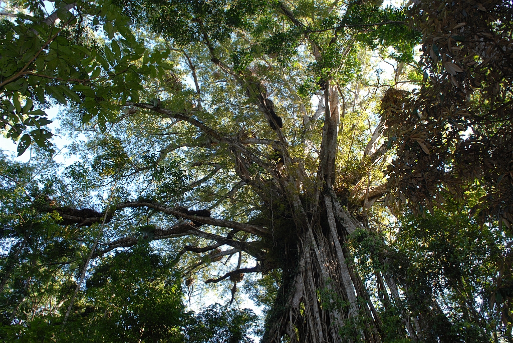 0494 Cathedral Fig Tree.jpg
